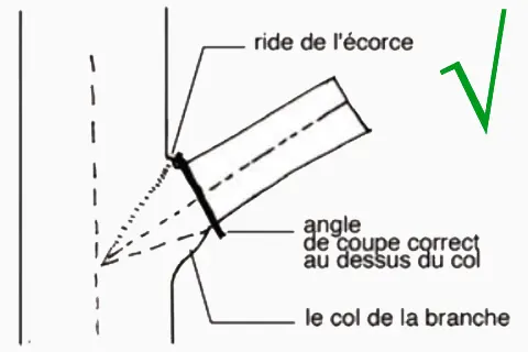 Angle de coupe de branche