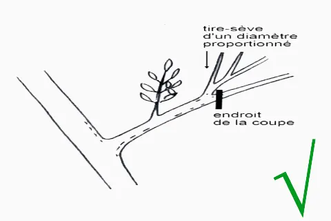 Position de la coupe de branche