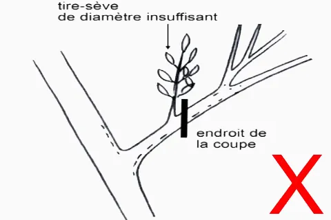 La taille d'une branche