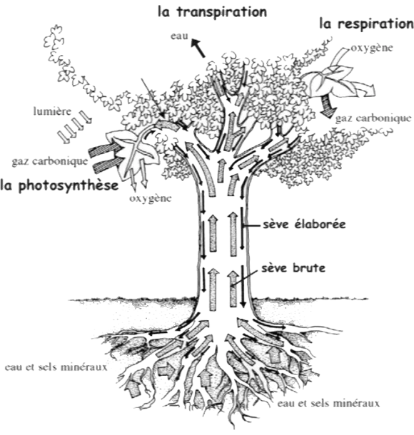 photosynthèse