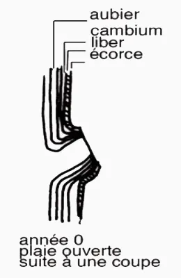 Vie d'une coupe de branche