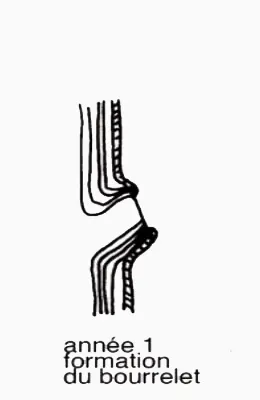 Vie d'une coupe de branche