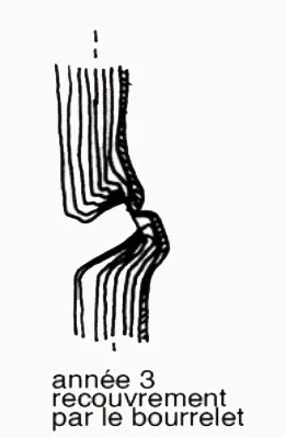 Vie d'une coupe de branche