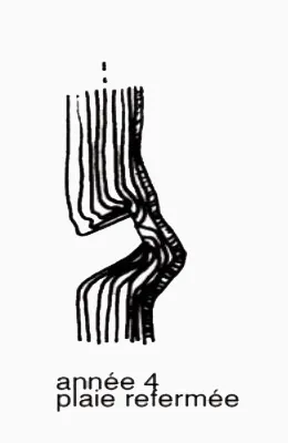 Vie d'une coupe de branche